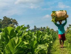 DKPP Pamekasan akan Beri Bantuan Mesin Rajang untuk Poktan