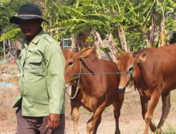 Menjelang Idul Adha, RPH Bangkalan Perketat Aktivitas Penyembelihan Hewan