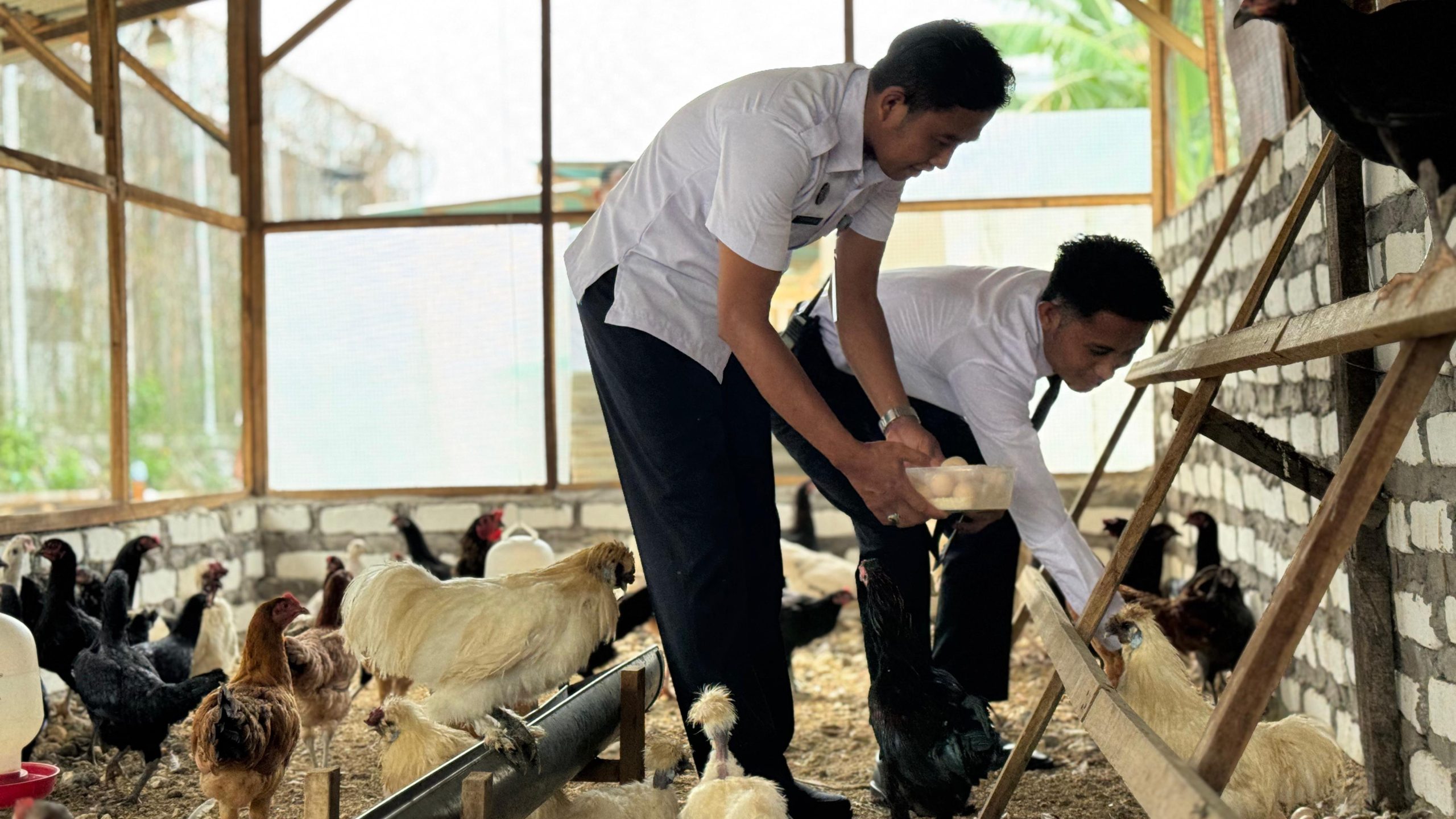 Lapas Narkotika Pamekasan Gelar Panen Perdana Telur Ayam Kampung, Dukung Ketahanan Pangan Nasional
